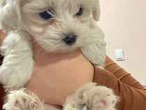 Bichon maltez pitic