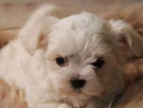 Bichon maltez alb 2 luni