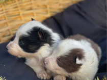 Catei din rasa Border Collie