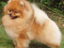 Pomeranian detalii la telefon