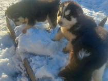 Căței husky 5/6 săptăm&acirc;ni