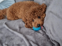 Cavapoo 1 an, caută căsuță nouă