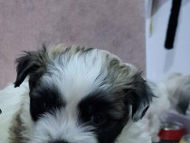 Un băieţel shih tzu