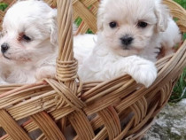 Bichon maltesse mini