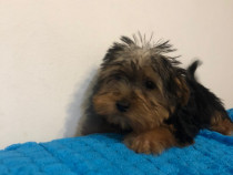 Yorkshire terrier 3 luni complet vaccinat