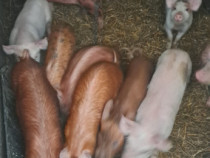 Purcei de 9 saptamini