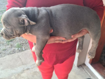 American Bully pocket
