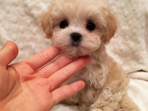 Maltipoo poodle mini toy