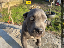 V&acirc;nd pui cane corso gri și negri