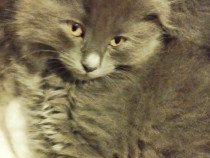 Fetita Scottish Fold Blue irezistibila cauta Om