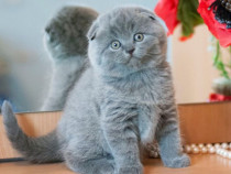 Scottish Fold blue