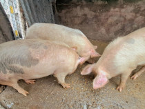 PORCI ȘI PURCEI DE VANZARE