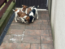 Fox Terrier V&acirc;rsta Doua Luni