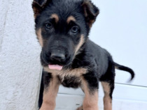 Catel pui ciobanesc german talie mare