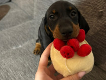 Cățeluși Teckel Pui