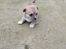 Donez / dau spre adopție