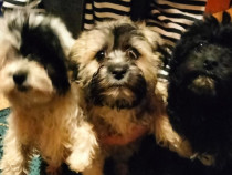 Cățeluș Bichon frumos