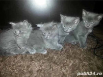 Adopție pisici București, gratuit - Lajumate.ro