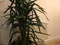 Plante de apartament Yucca