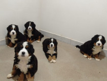 Catei Ciobanesc de Berna cu pedigree