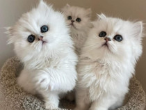 Pisici persane chinchilla