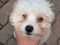 Vind cățel bichon 3 luni foarte jucăuși și voios.