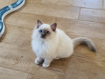 Ragdoll cu pedigree