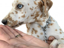 Pui dalmatian