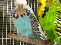 Papagali peruși standard pui și tineret