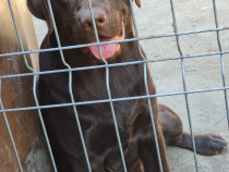Labrador Ciocolatiu cu pedigree Monta