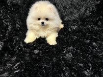 Pomeranian tip boo alb