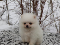 Pomeranian alb cu pedigre
