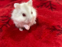Hamsteri pitici ( cu ochii roșii )