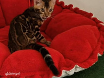 Pui pisica bengaleza/Bengal cat