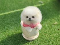 Pomeranian puppy!