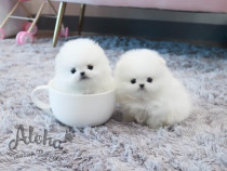 Pomeranian mini puppy original de rasa pura
