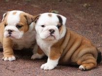 Pui de bulldog buldog englez diferite culori