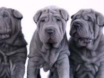 Pui shar-pei blue,gri,albastru!!