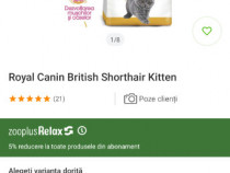 Royal Canin British Shorthair Kitten