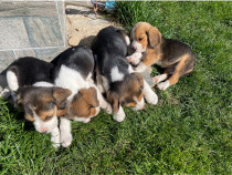 Beagle tricolori cu garantie