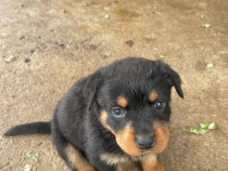 Pui rottweiler deparazitati vaccinati