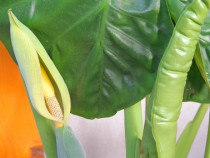 Alocasia plante (urechi de elefant)