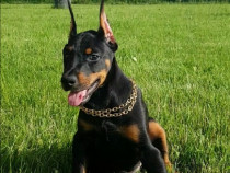 Pui doberman deosebit