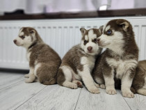 Pui husky siberian