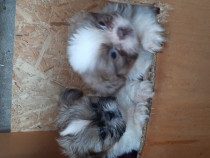 Catelusi shih tzu