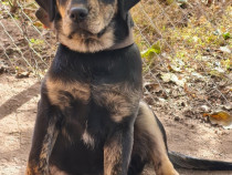 Labrador Retriever Negru Puiuti 3 luni