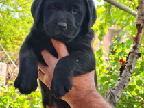 Labrador Retriever Negru Puiuti 2 luni