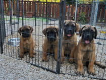 Catei Bullmastiff