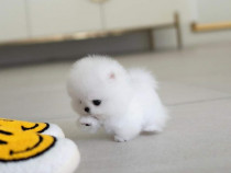 Pomeranian boo original