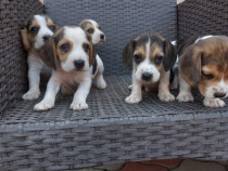 Caței beagle tricolor